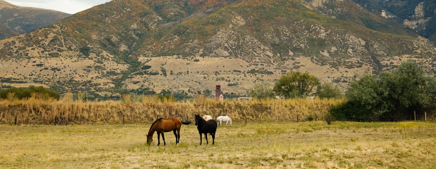 horses grazing in a field